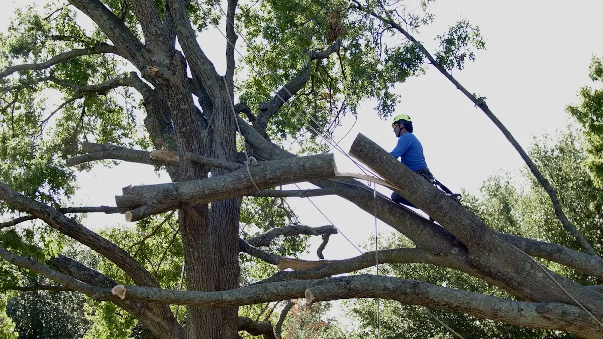 Professional Hazardous Tree Removal performed by certified arborists in Saint James